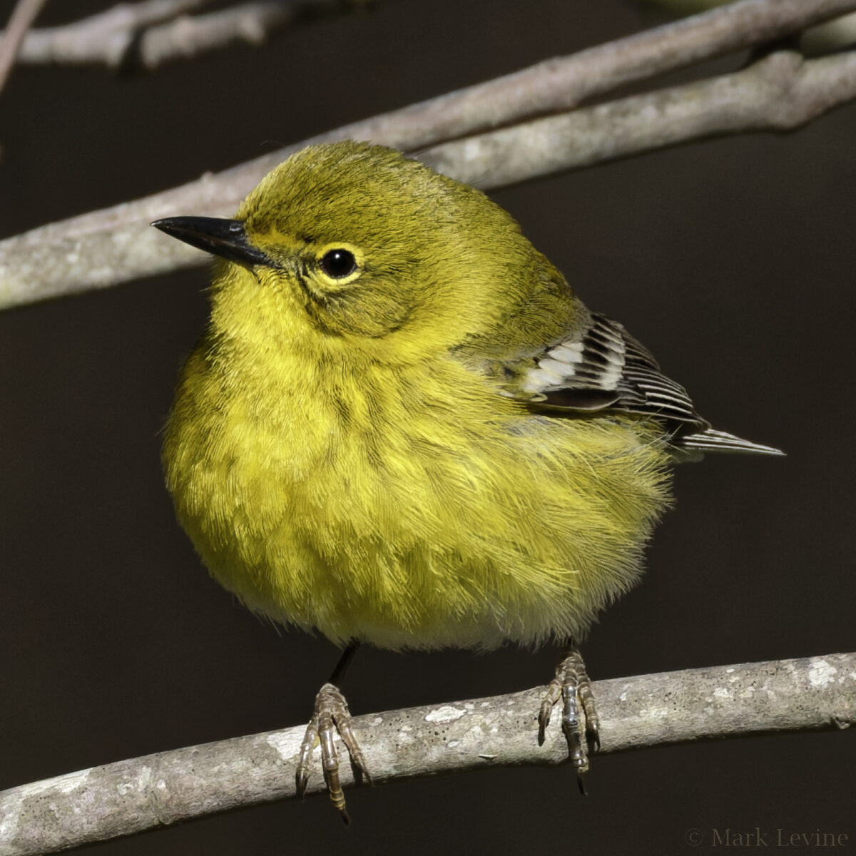 Pine Warbler