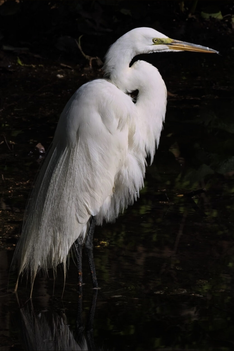 Reflections of an Egret