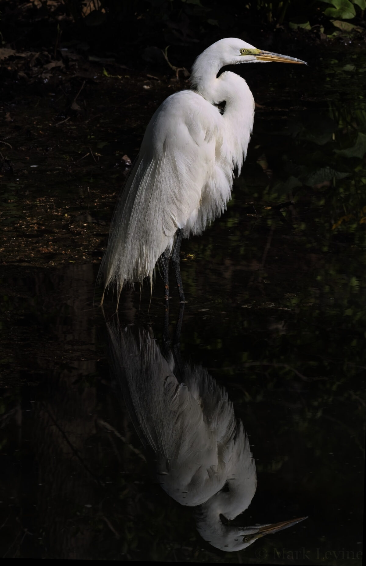 Reflections of an Egret