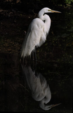 Reflections of an Egret Reflections of an Egret