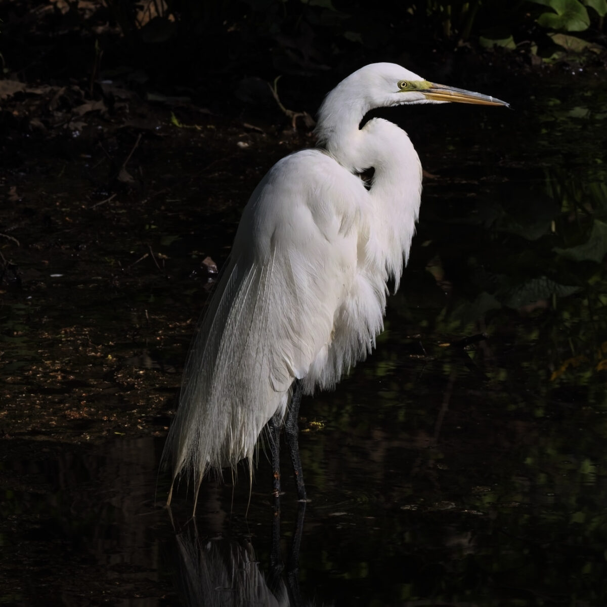 Reflections of an Egret