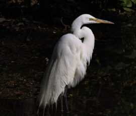 Reflections of an Egret Reflections of an Egret
