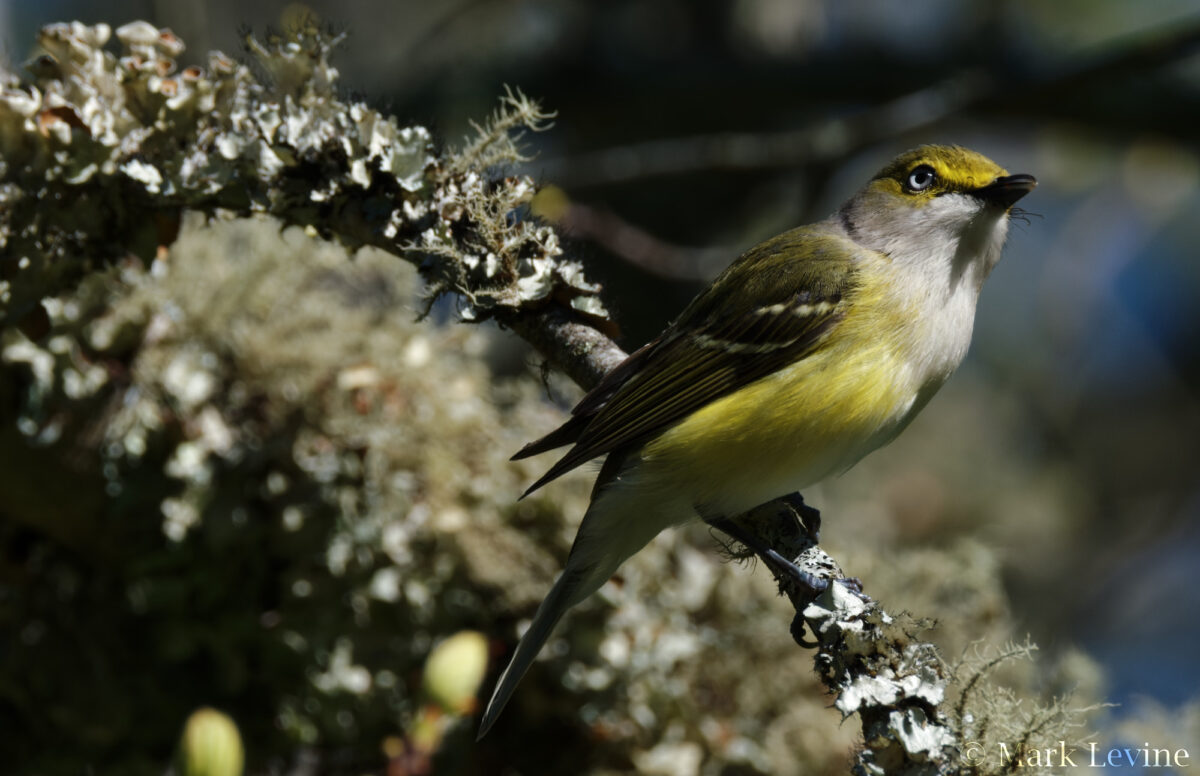 White-eyed Vireo