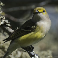 White-eyed Vireo