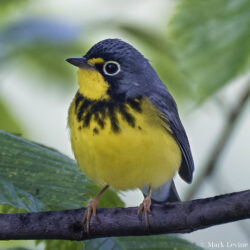 Canada Warbler