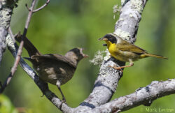 Fostering a Cowbird Fostering a Cowbird