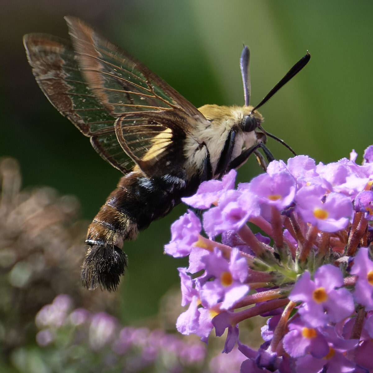 Hummingbird Clearwing Moth