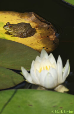 Bullfrog with Lily