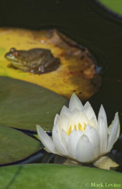 Lily w/ Frog