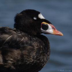 Surf Scoter