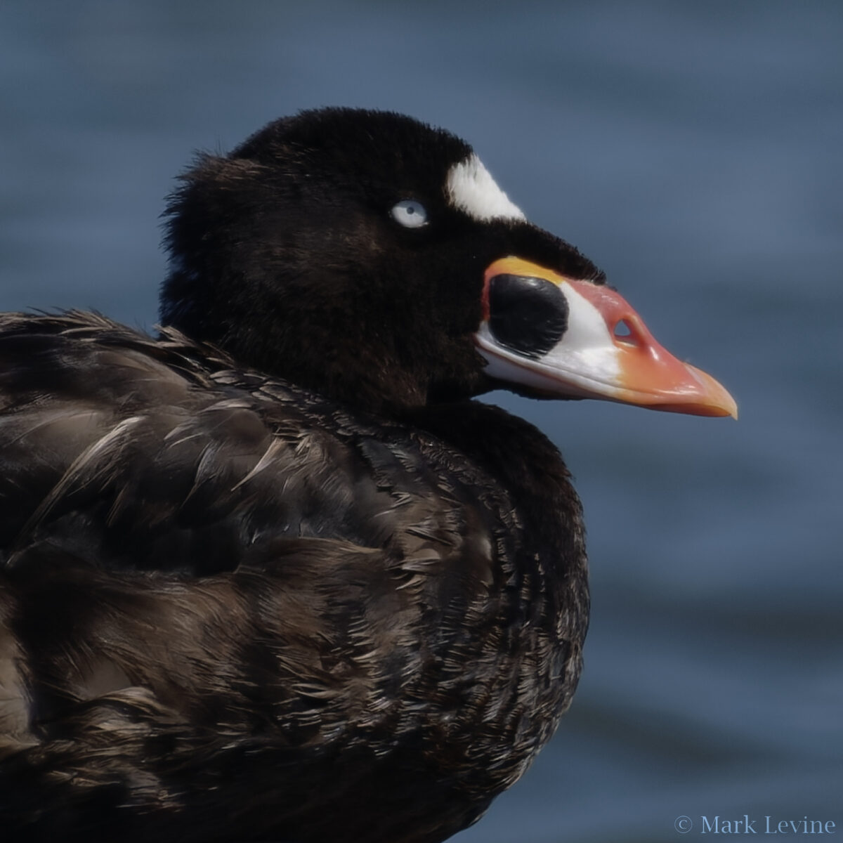 Surf Scoter