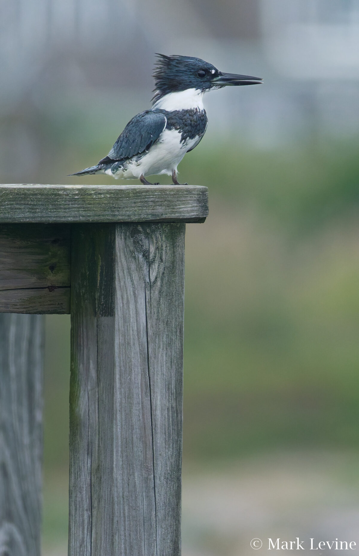 Belted Kingfisher