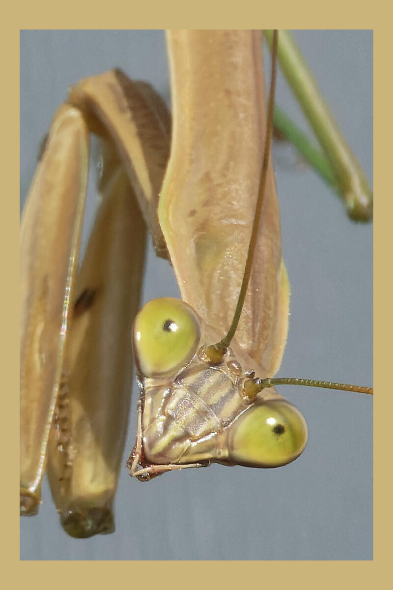Chinese Mantis #2