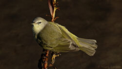 Perched Orange-crowned Warbler