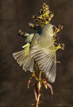 Splayed Orange-crowned Warbler