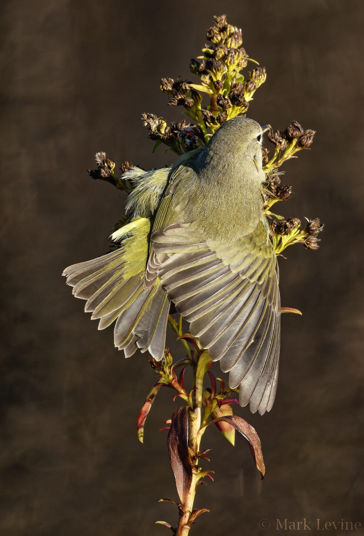 Splayed Orange-crowned Warbler