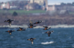 Harlequin Flock Harlequin Flock
