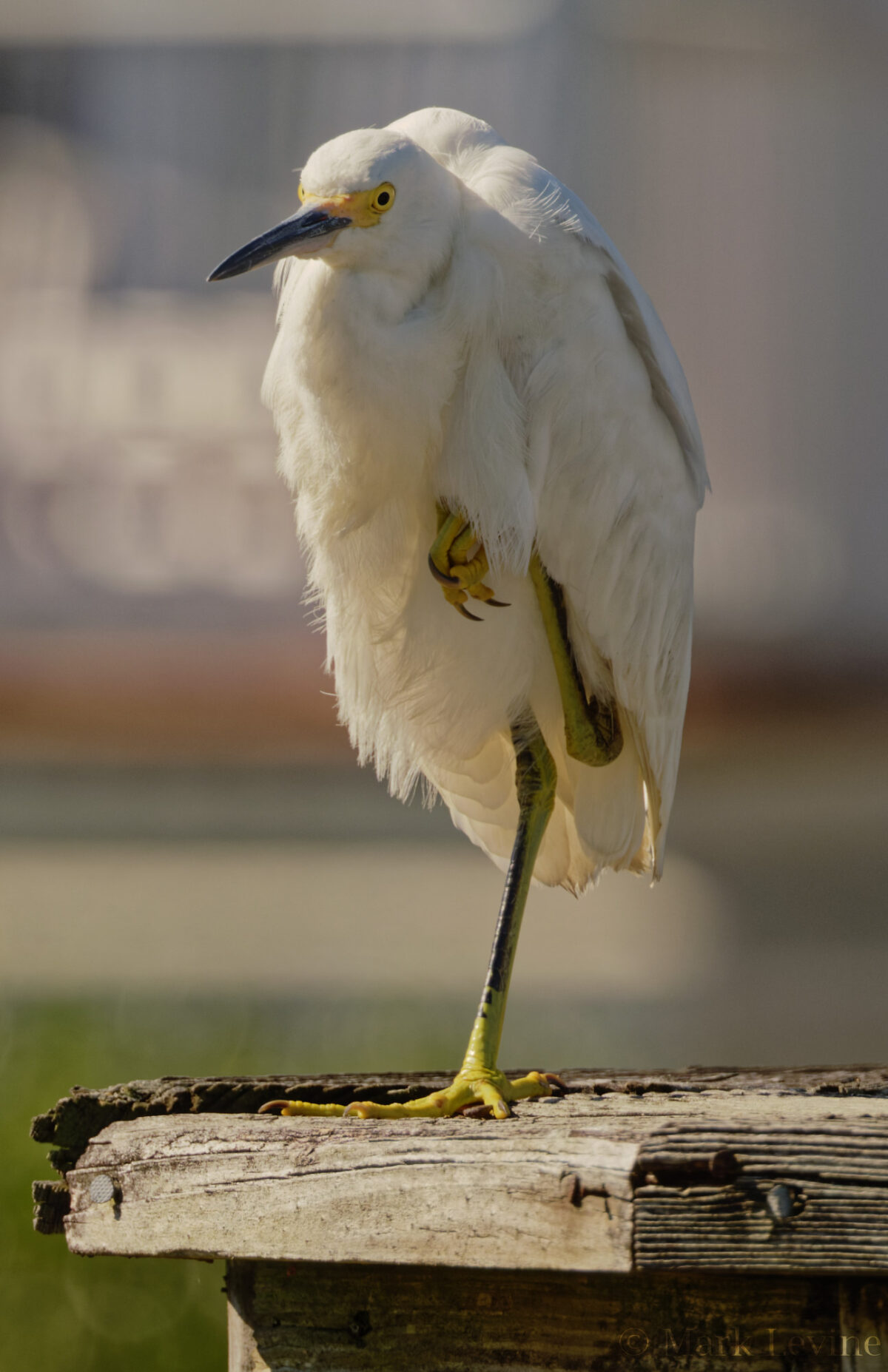 Snowy Egret