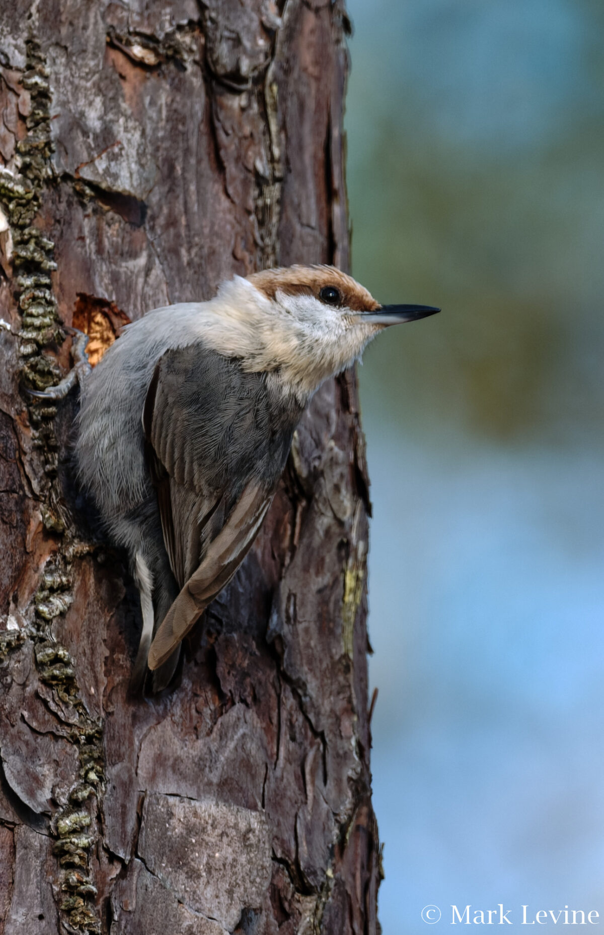 Brown-headed Nuthatch