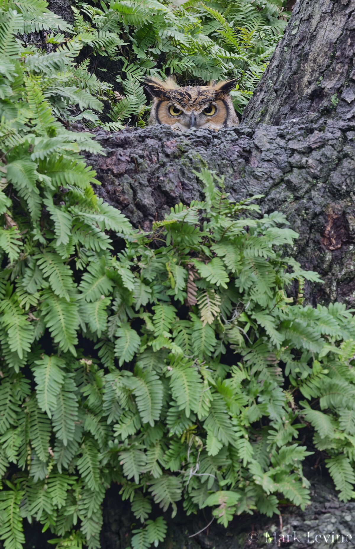 Great Horned Owl
