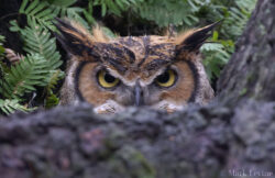 Great Horned Owl Great Horned Owl