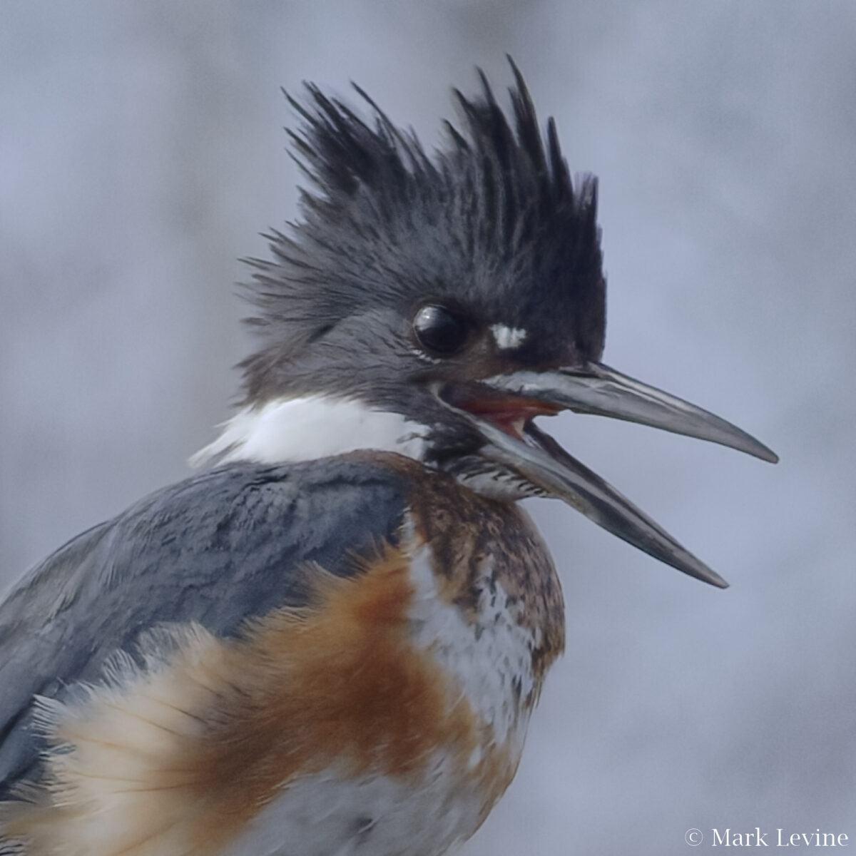 Belted Kingfisher