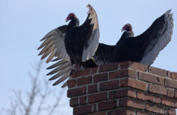 Chimney Ornaments