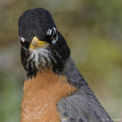 American Robin