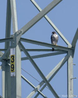 Transmission Tower #1