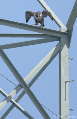Transmission Tower #3