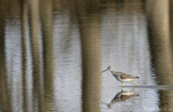 Yellowlegs in Textured Water Yellowlegs in Textured Water