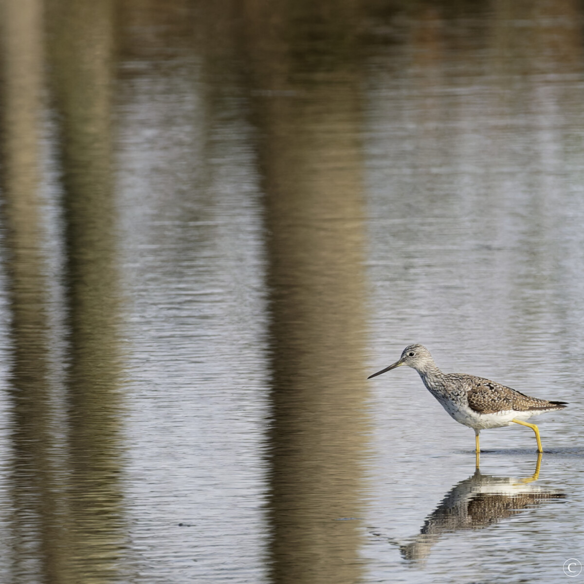 Yellowlegs in Textured Water