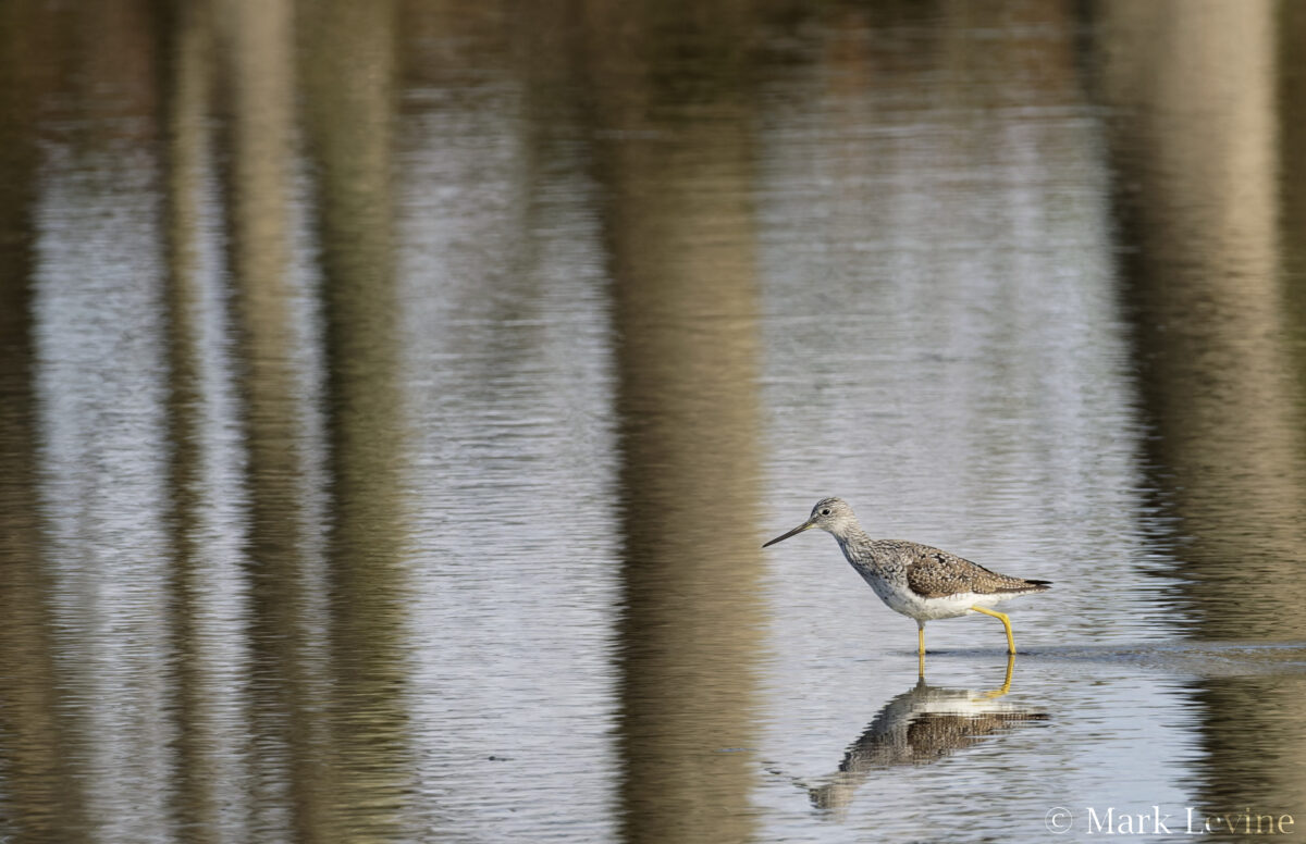 Yellowlegs in Textured Water