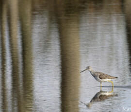 Yellowlegs in Textured Water Yellowlegs in Textured Water