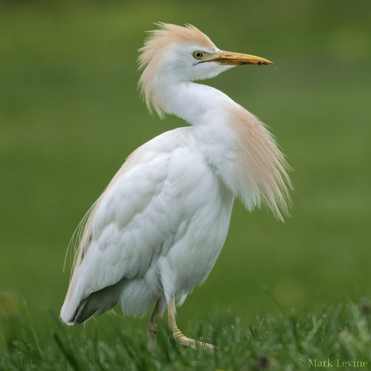 Cattle Egret