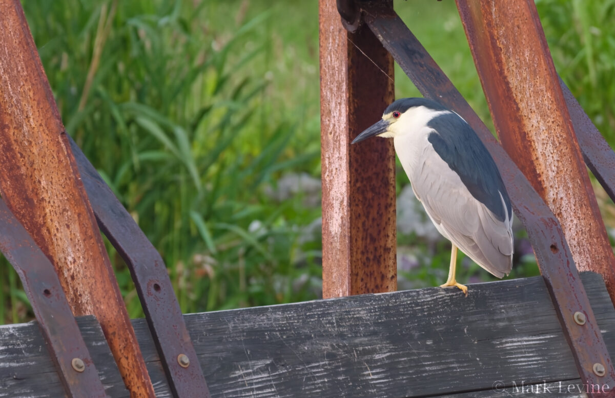 Night Heron
