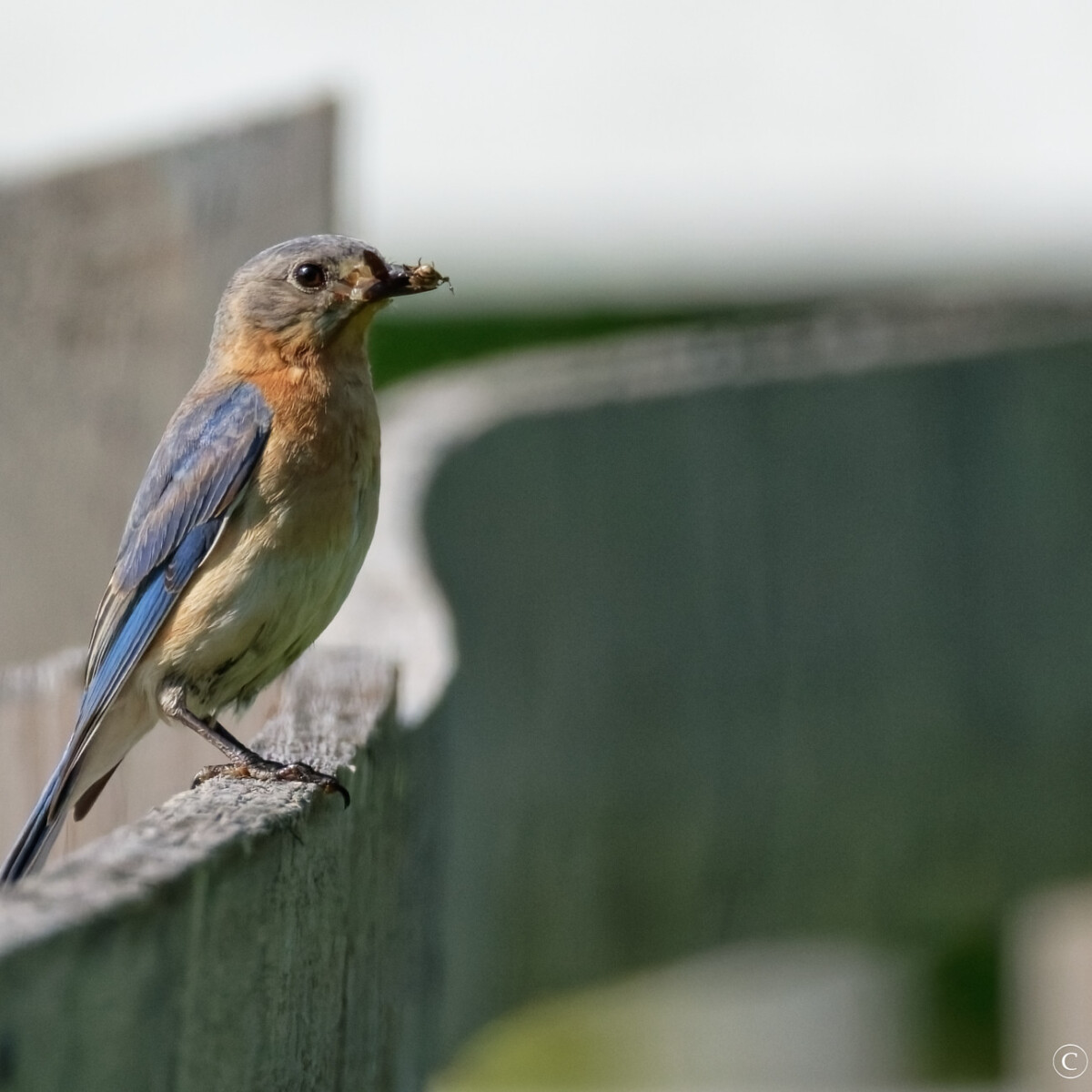 Bluebird
