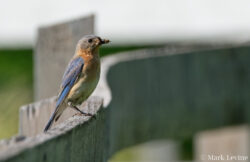 Bluebird Bluebird