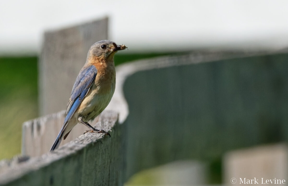 Bluebird