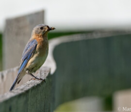 Bluebird Bluebird