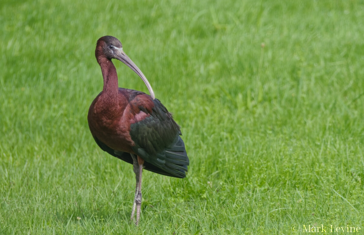 Glossy Ibis