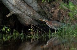 Green Heron