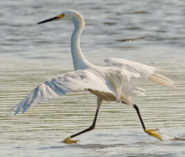 Snowy Egret Doing Aerobics Snowy Egret Doing Aerobics