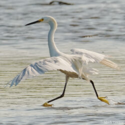 Snowy Egret Doing Aerobics