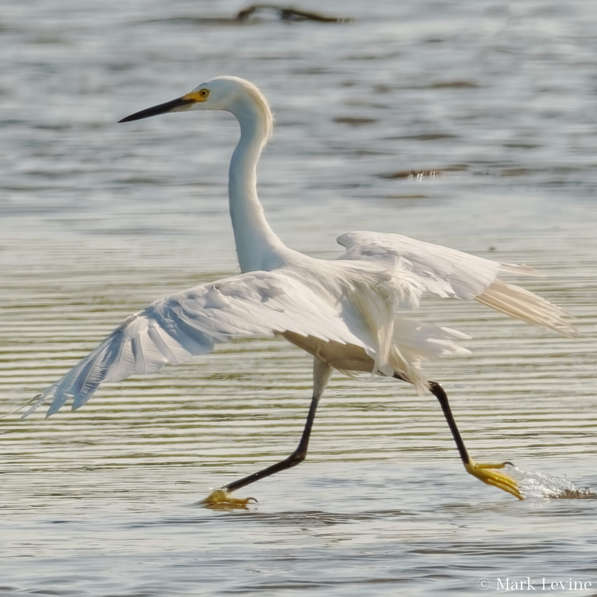 Snowy Egret Doing Aerobics