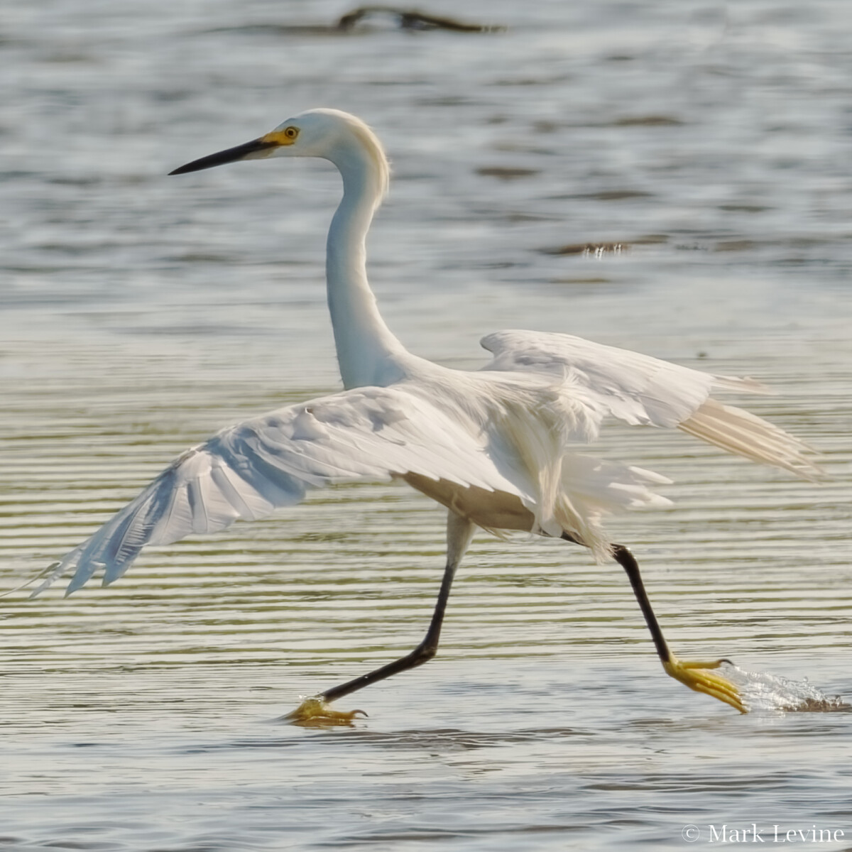 Snowy Egret Doing Aerobics