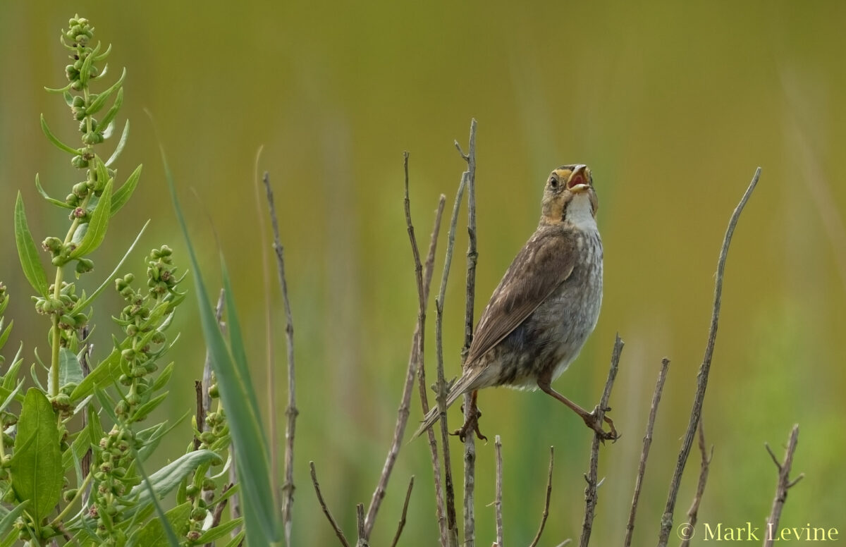 Saltmarsh Sparrow