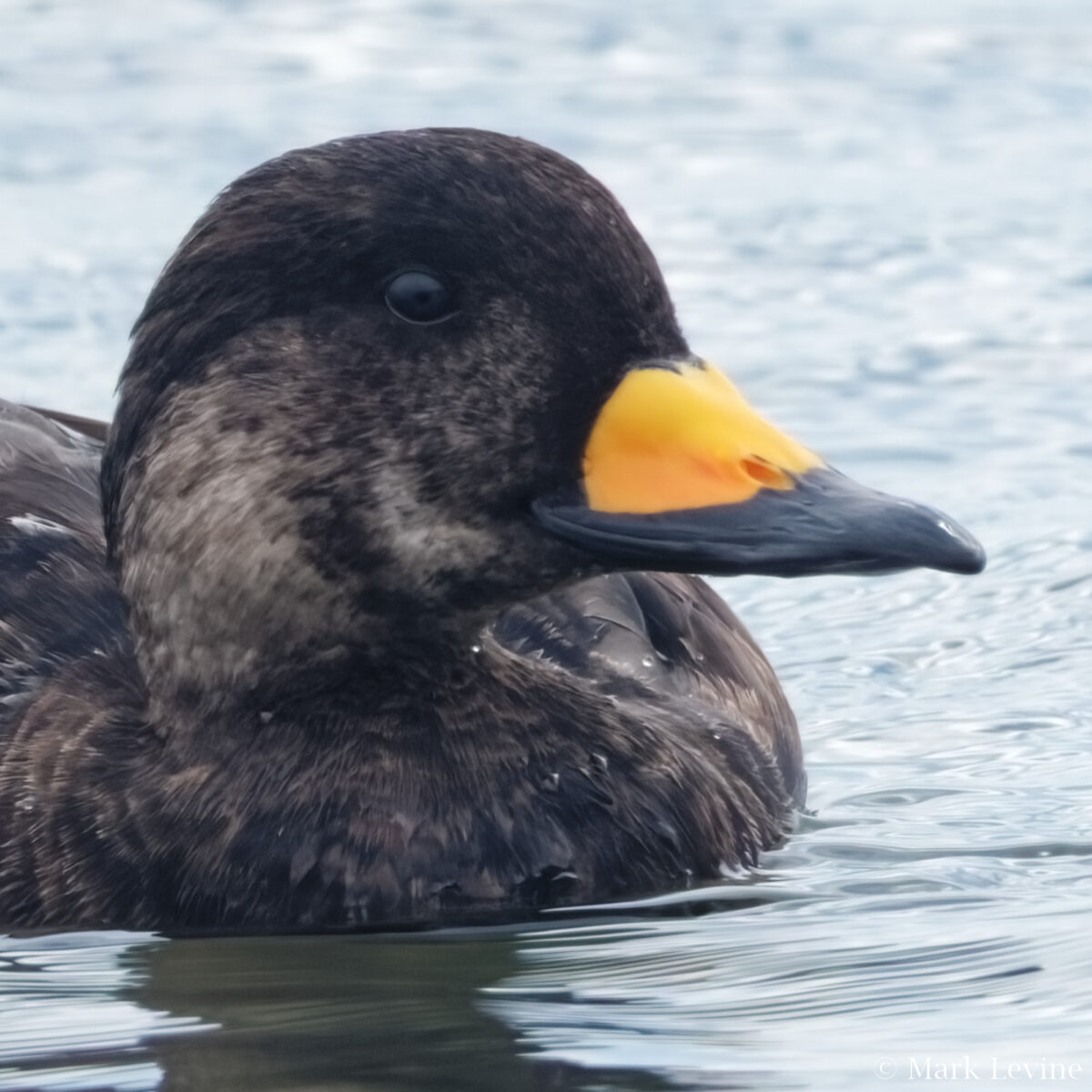 Black Scoter