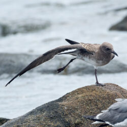 Laughing Gull Doing Yoga