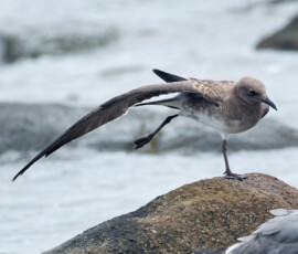Laughing Gull Doing Yoga Laughing Gull Doing Yoga